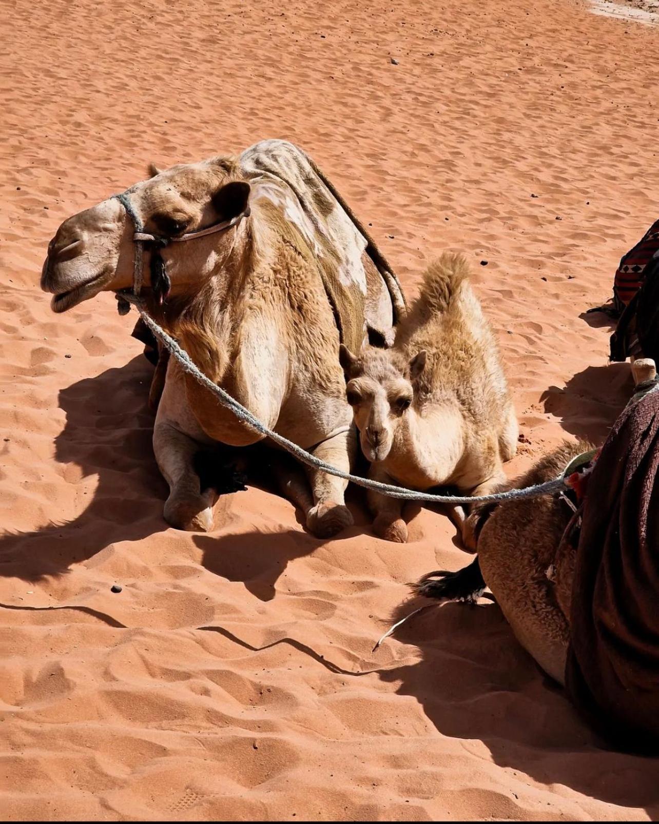 Rum Magic Luxury Camp Wadi Rum Buitenkant foto